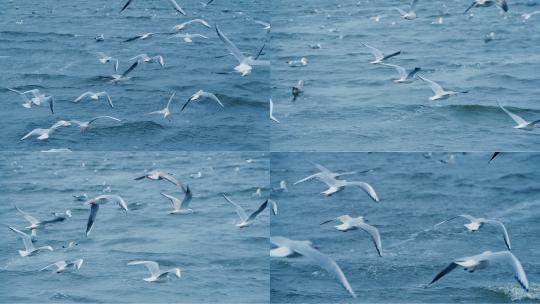 海鸥海鸟 鸟 飞翔翱翔大海自然生态环境高清在线视频素材下载