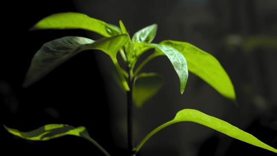 植物幼苗光影变化植株成长