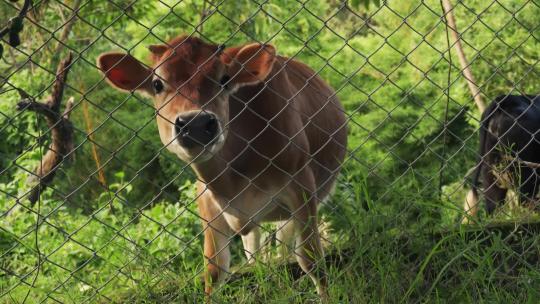 棕色奶牛在链条围栏后面吃草