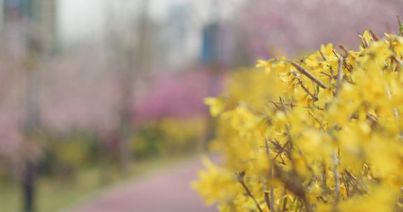 春天公园盛开迎春花榆叶梅紫叶李