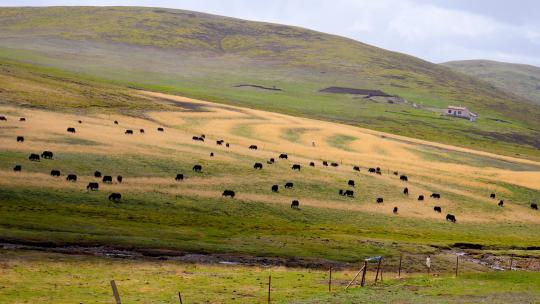 高原 牧场 牦牛群 草原 牦牛 畜牧业