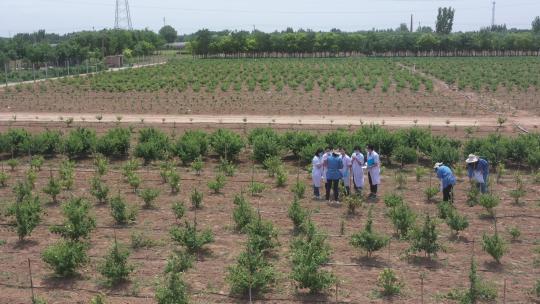 航拍金银花种植加工收获