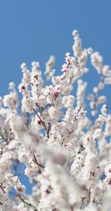 梅花樱花玉兰花花朵盛开