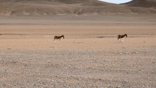 西藏旅游风光野生动物高原野驴视频素材模板下载