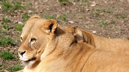狮子 野生动物  自然保护区 自然视频素材模板下载