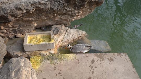 鸭子斑头雁在岸边水中觅食吃饲料