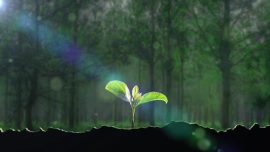 森林植物幼苗生长