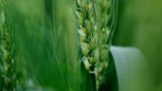 【合集】小麦小麦麦田田野麦地麦子风吹麦浪