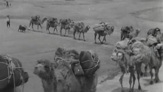民国时期骆驼运输物资