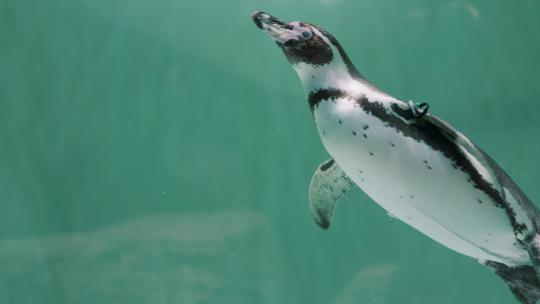 企鹅在海水中游泳视频素材模板下载