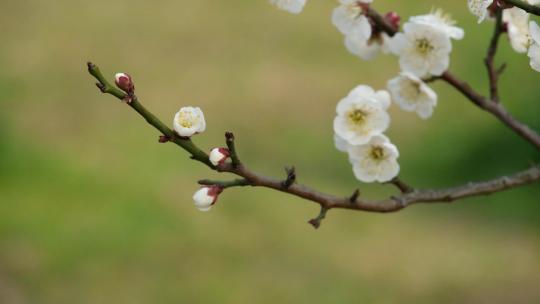 春天盛开的白梅花