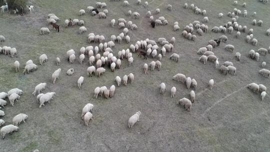 一群绵羊正在绿色的田野里吃草