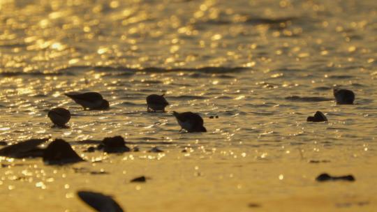 鄱阳湖国家湿地公园 鸟群视频素材模板下载