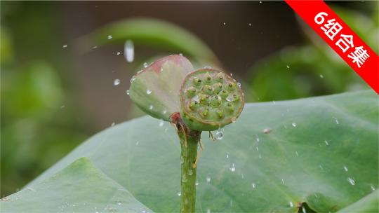 雨后荷塘：寻找并蒂莲，莲蓬雨滴的特写盛宴