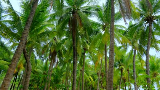海南三亚椰梦长廊 椰树 椰子树 椰林视频素材模板下载