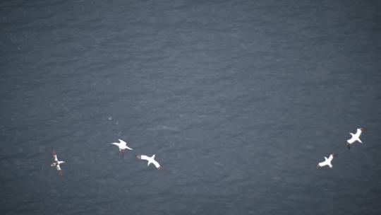海鸥海鸟海面飞翔慢镜头