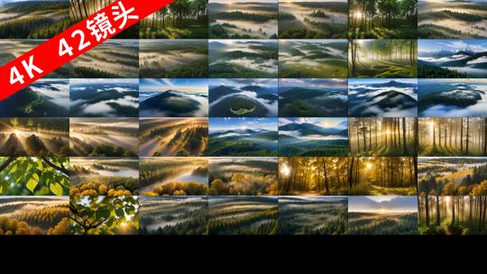【42个森林树木素材合集】大自然清晨阳光高清在线视频素材下载