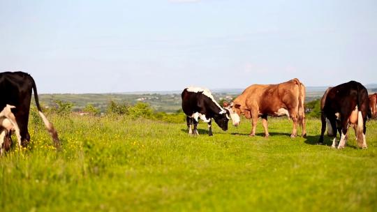 495_草地上的奶牛