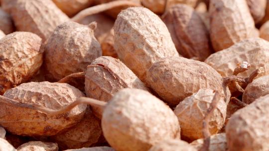 花生播种农产品种植 花生生长发芽丰收秋收