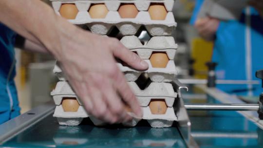 鸡蛋包装线视频素材模板下载