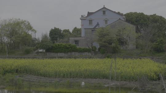 江南水乡乌镇 人文风景 高品质4K log素材