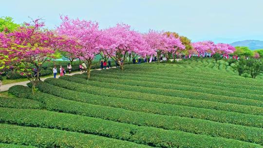 4K航拍福建龙岩永福樱花茶园台品樱花茶园