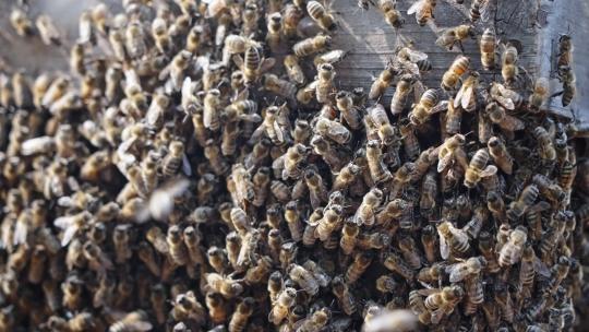 【正版素材】蜜蜂养殖