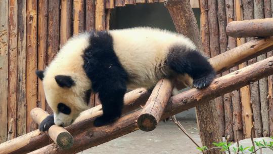 成都大熊猫繁育研究基地玩耍的大熊猫幼崽
