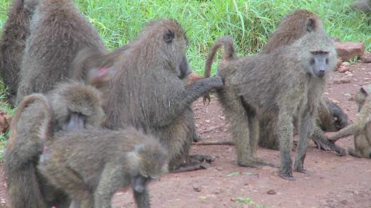 在梳理仪式中，潘穿过坐在地上捡跳蚤的狒狒大家族，互相滴答滴答。
