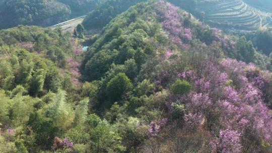 春天满山遍野紫荆花野山花航拍