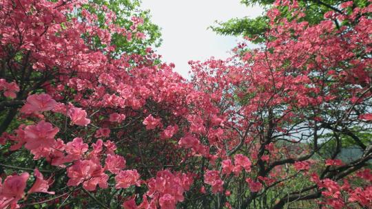 春天红色杜鹃花映山红丛林