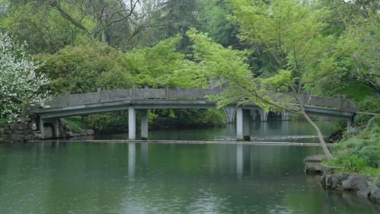 春天杭州花港观鱼阴雨天小桥绿色自然