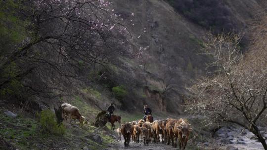 新疆伊犁吐尔根杏花大峡谷牛羊牧羊人航拍