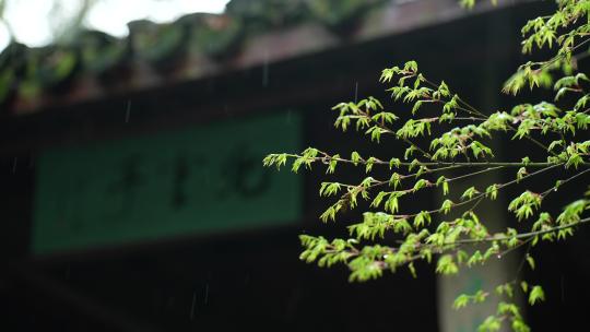 杭州云栖竹径春季清明节雨天古建筑自然唯美