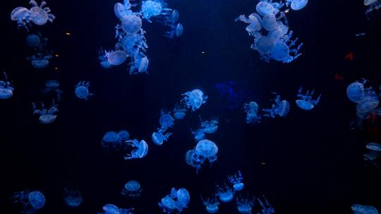 水母 海底世界 海洋馆 水族馆视频素材模板下载