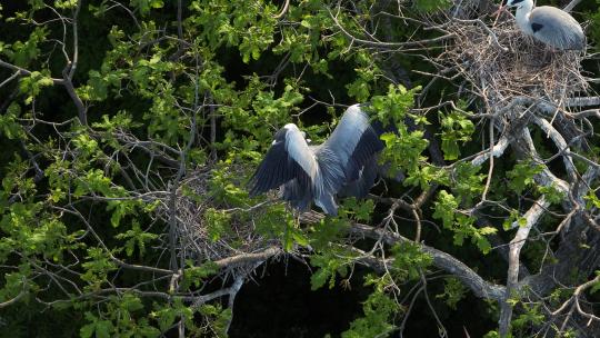 航拍苍鹭交配 白鹭