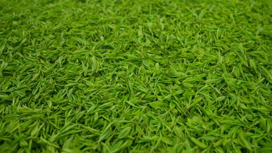 采摘下来绿色的茶叶嫩芽平铺
