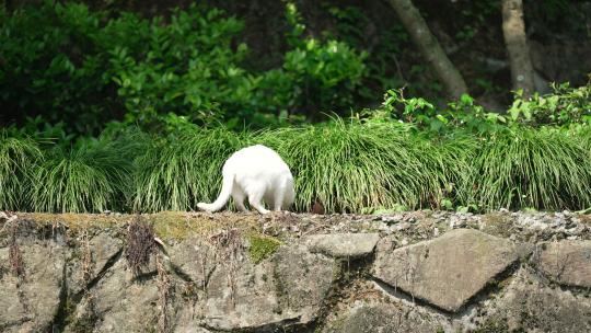 草丛中的白色小野猫