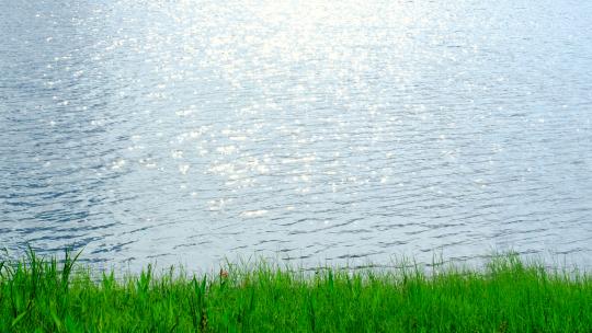 阳光湖面 湖水光斑波光粼粼 湖边水草青草视频素材模板下载
