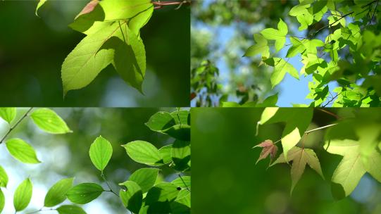 夏日阳光撒在绿色树叶高清在线视频素材下载
