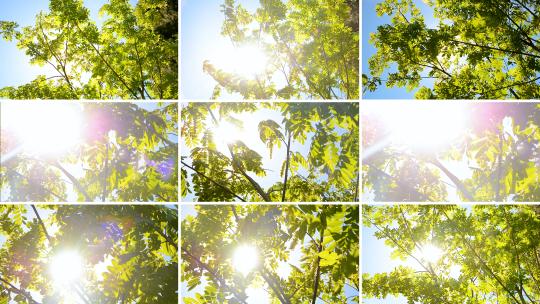 合集夏天阳光树叶-唯美小清新自然空镜