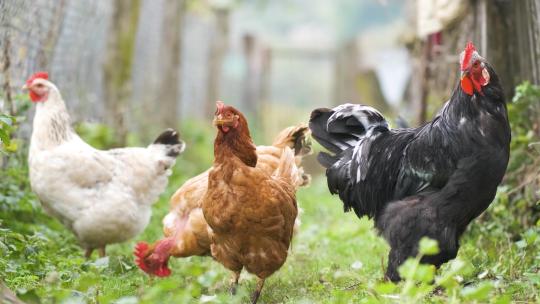 生态农场院子里散养的鸡群