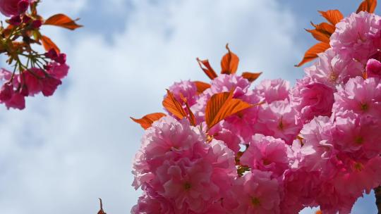 春天盛开的樱花树粉红樱花随风摇曳
