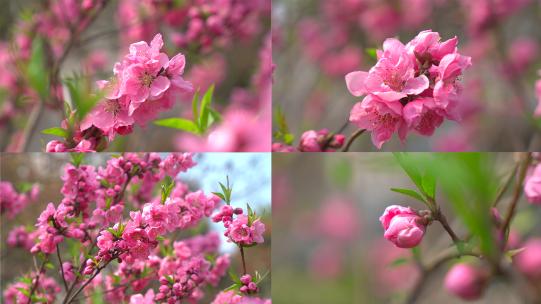 春天盛开的桃花特写高清在线视频素材下载