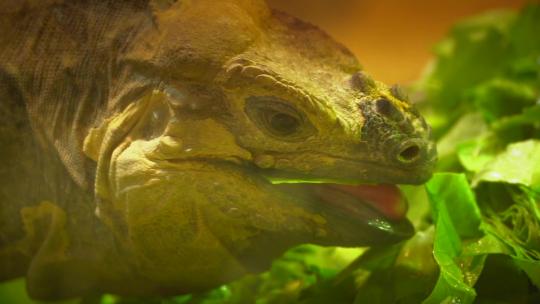 一只蜥蜴在吃蔬菜慢动作视频素材模板下载