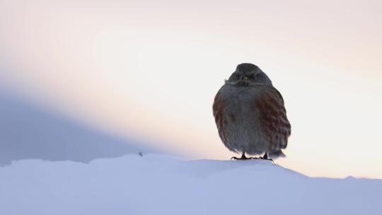 冬季大雪小鸟风雪中觅食