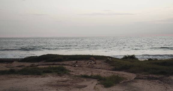 黄昏海滩上正在玩耍的一群狗