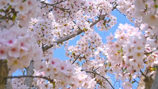 春天盛开的樱花树花朵随风摇曳慢镜头