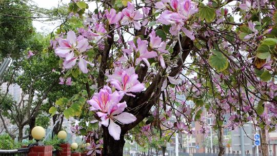 春天街头一树盛开的洋紫荆4K
