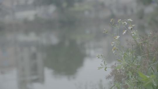 阿莱实拍——湖边野花视频素材模板下载